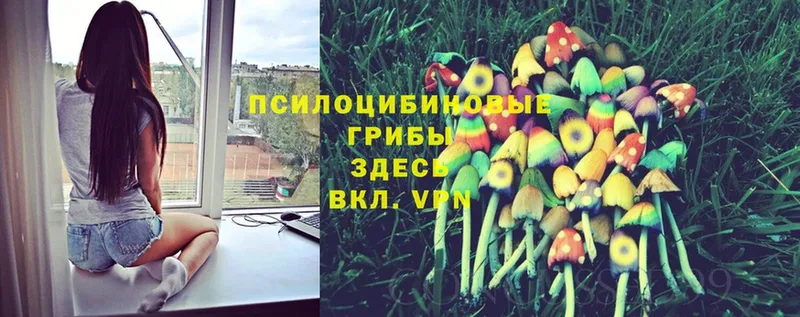 это как зайти  Карачев  Псилоцибиновые грибы Psilocybe  blacksprut ссылка 